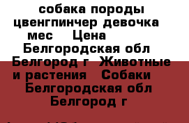 собака породы цвенгпинчер девочка 4 мес. › Цена ­ 7 000 - Белгородская обл., Белгород г. Животные и растения » Собаки   . Белгородская обл.,Белгород г.